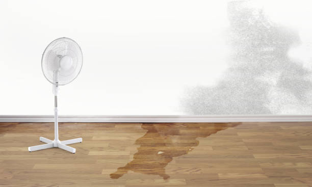 Best Professional water damage repair  in Brookshire, TX